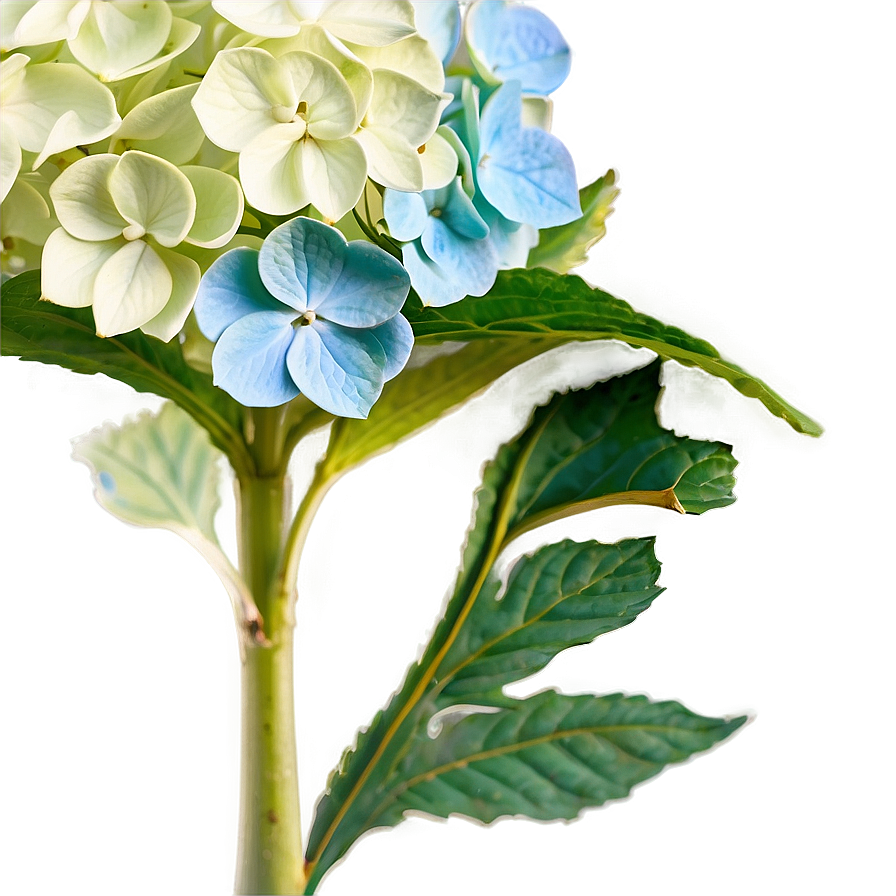 Vintage Hydrangea Png Owb38 PNG Image