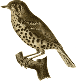 Vintage Illustrated Bird PNG Image