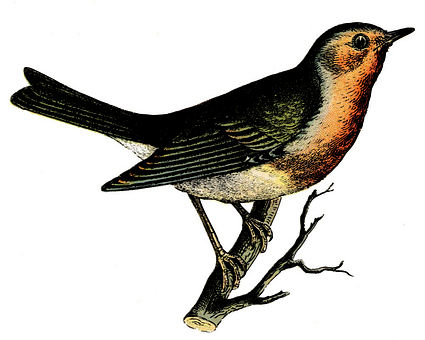 Vintage Illustrated Bird PNG Image