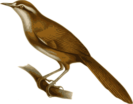 Vintage_ Illustrated_ Bird PNG Image