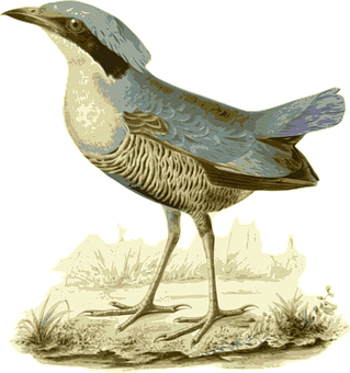 Vintage Illustrated Bird PNG Image