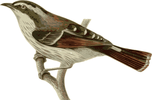 Vintage Illustrated Birdon Branch PNG Image