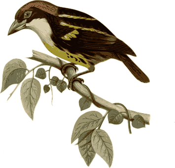 Vintage Illustrated Birdon Branch PNG Image