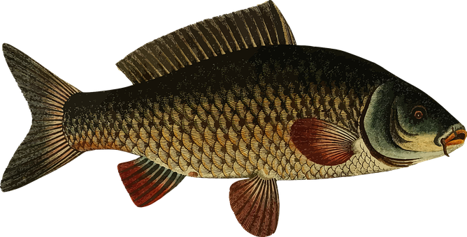 Vintage Illustrated Fish PNG Image