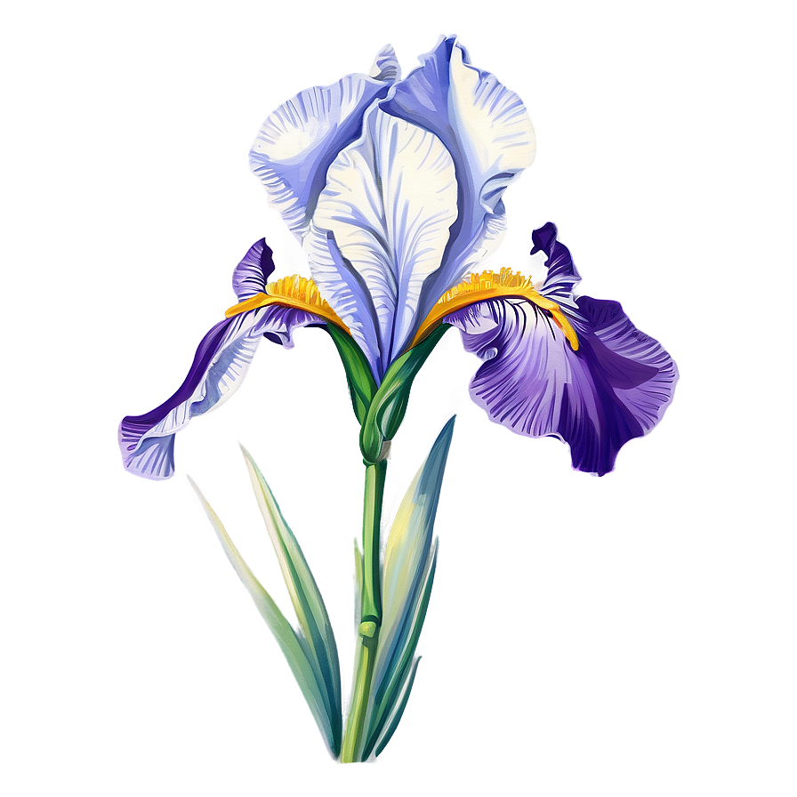 Vintage Iris Drawing Png Fgy62 PNG Image