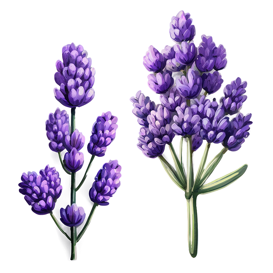 Vintage Lavender Illustration Png 06132024 PNG Image