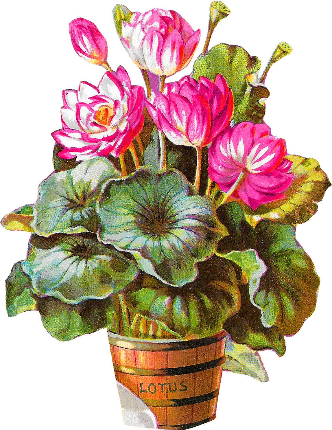 Vintage Lotus Flowers Artwork PNG Image