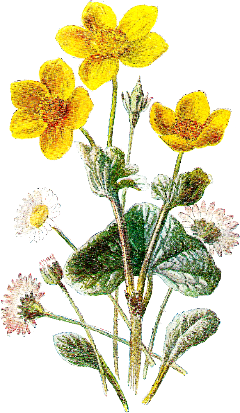 Vintage Marigoldand Daisy Illustration PNG Image