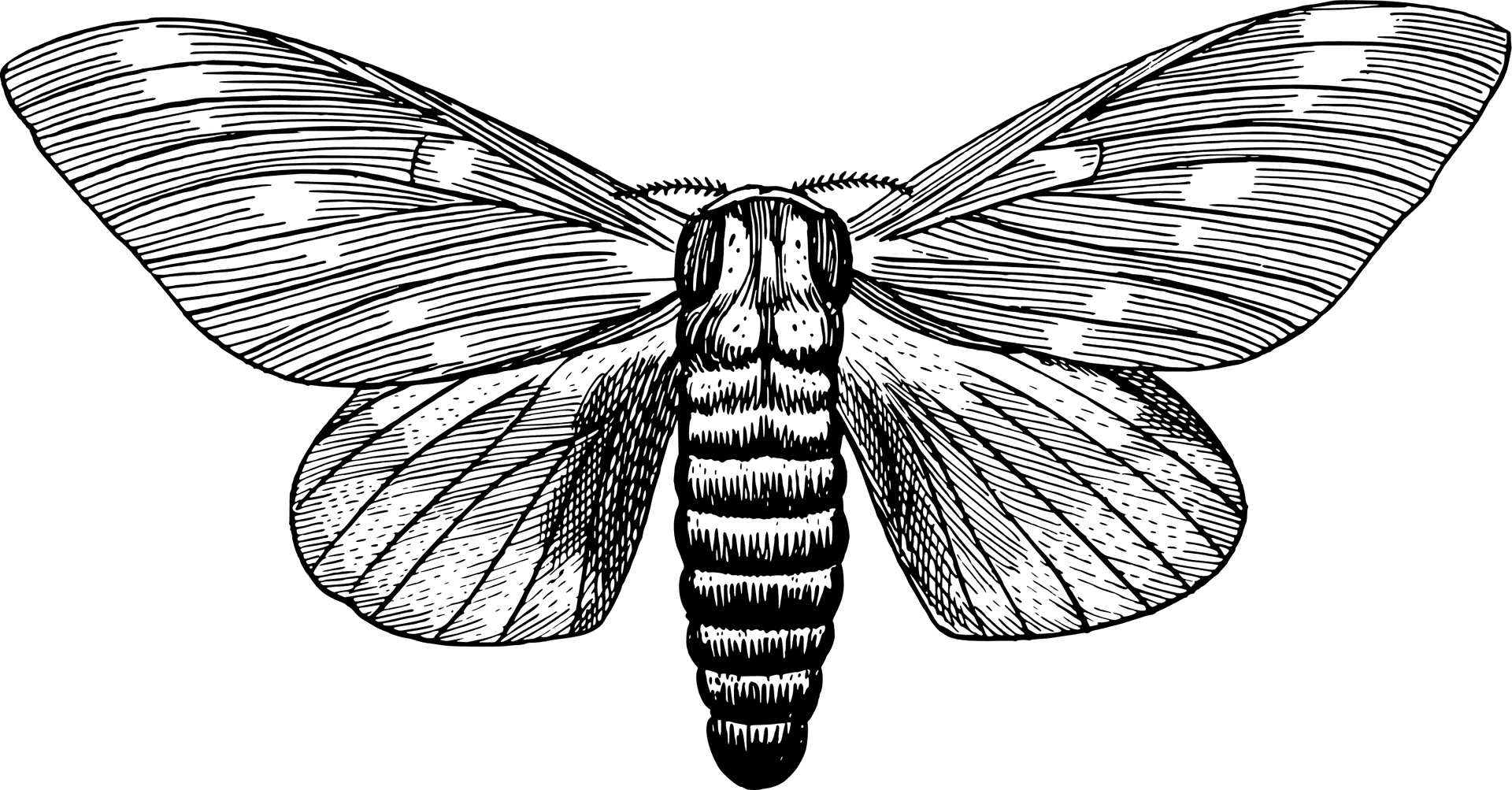 Vintage Moth Illustration PNG Image