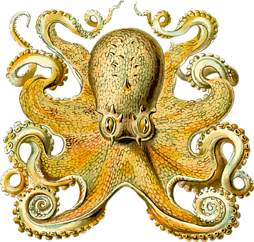 Vintage Octopus Illustration PNG Image