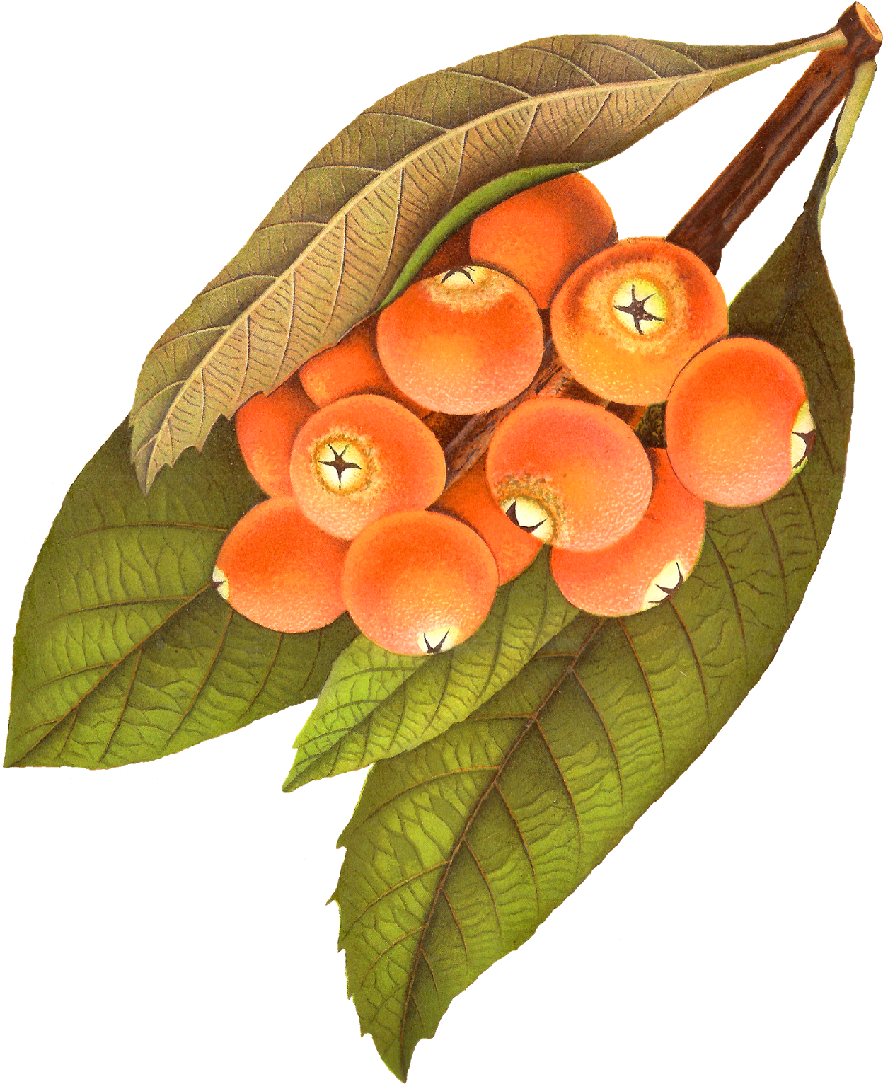 Vintage Orange Berries Illustration PNG Image