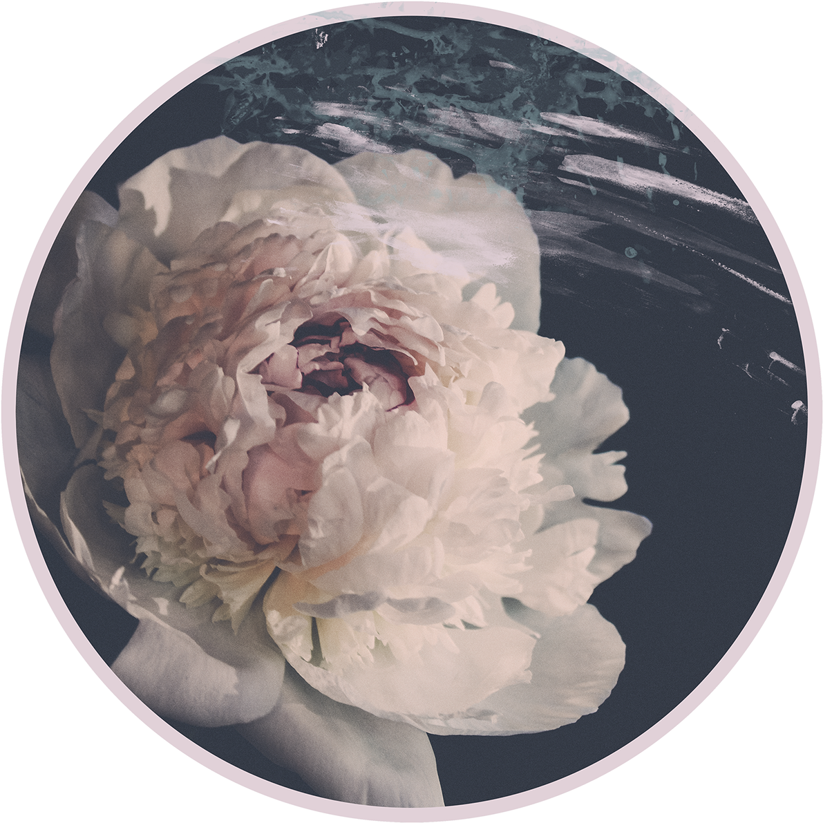 Vintage Peony Closeup PNG Image