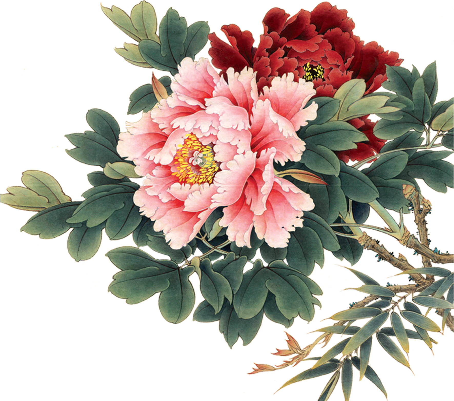 Vintage Peony Illustration PNG Image