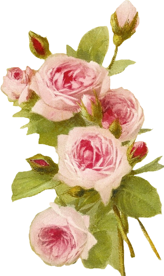 Vintage Pink Roses Artwork PNG Image