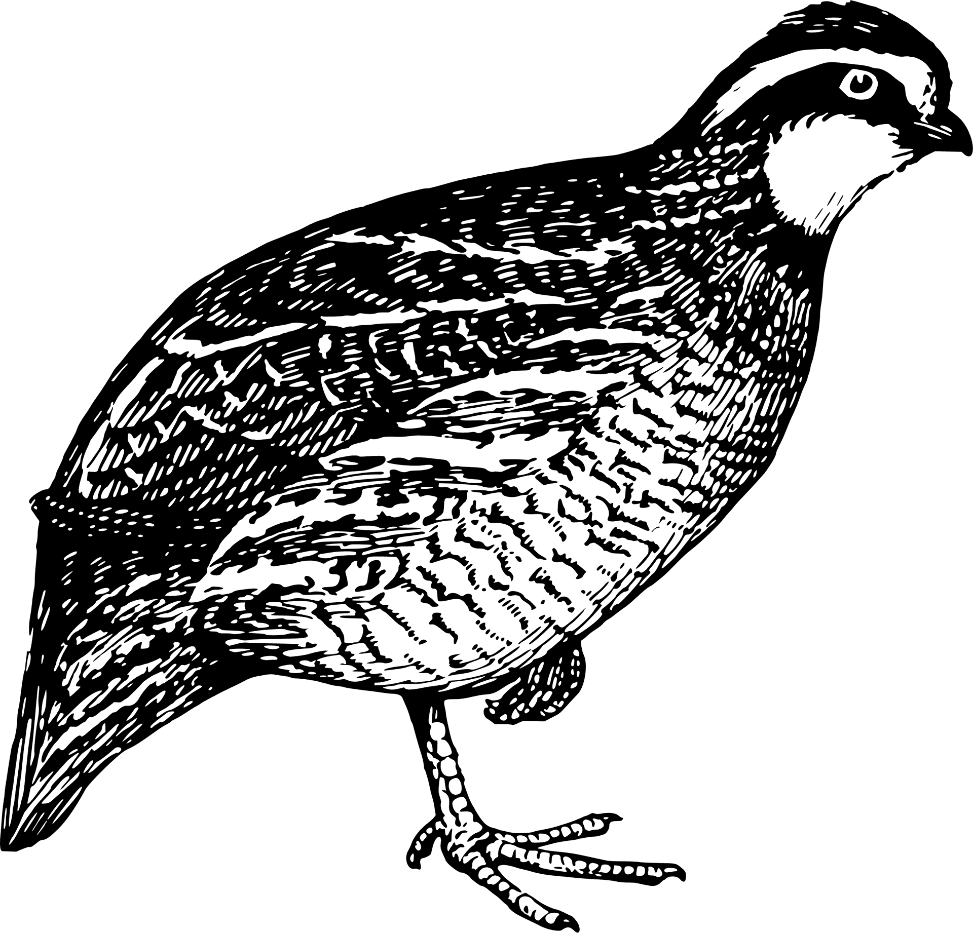 Vintage Quail Illustration PNG Image