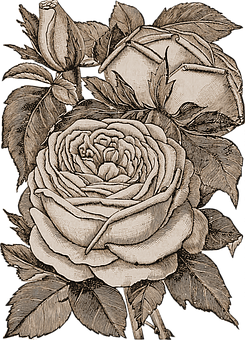 Vintage Rose Sketch Artwork PNG Image