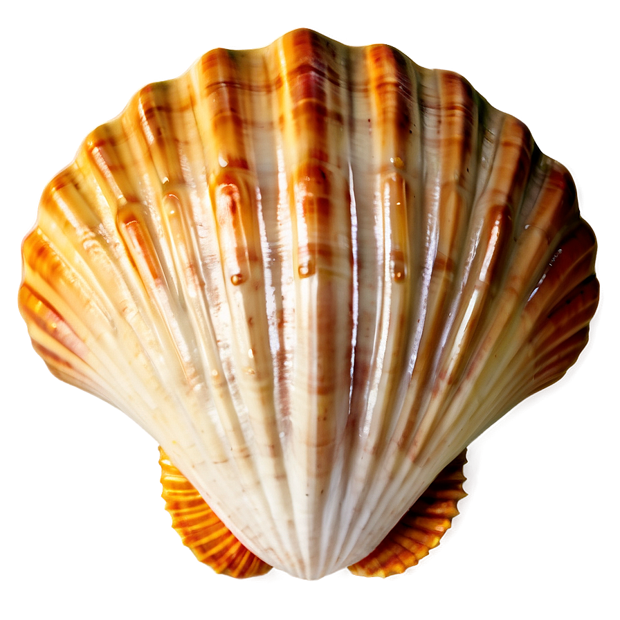 Vintage Seashell Clipart Png 06262024 PNG Image