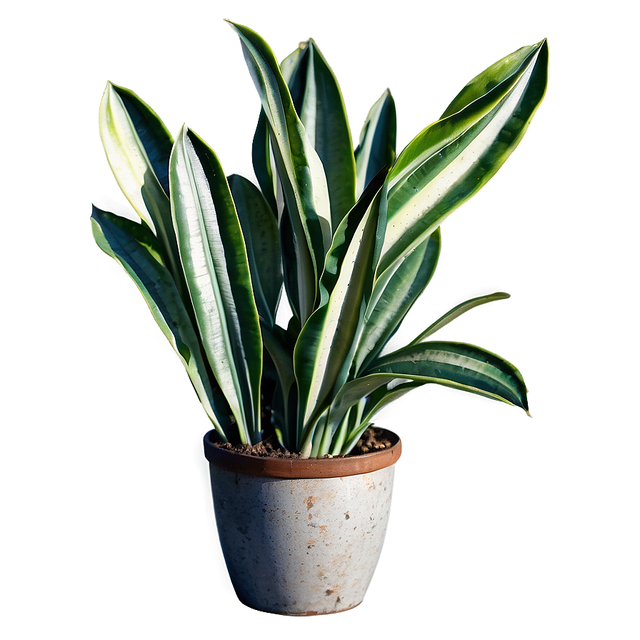 Vintage Snake Plant Png 06122024 PNG Image