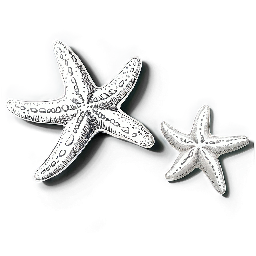 Vintage Starfish Sketch Png Osd PNG Image