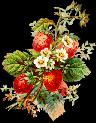 Vintage Strawberry Illustration PNG Image