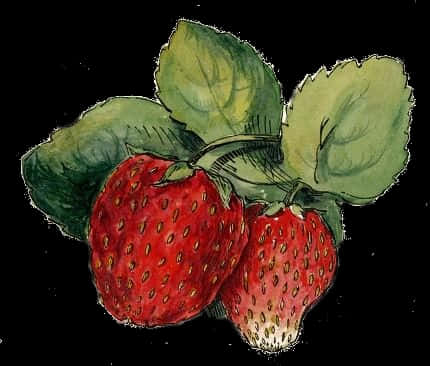 Vintage Strawberry Illustration PNG Image