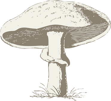 Vintage Style Mushroom Illustration PNG Image