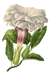 Vintage White Angel Trumpet Flower PNG Image