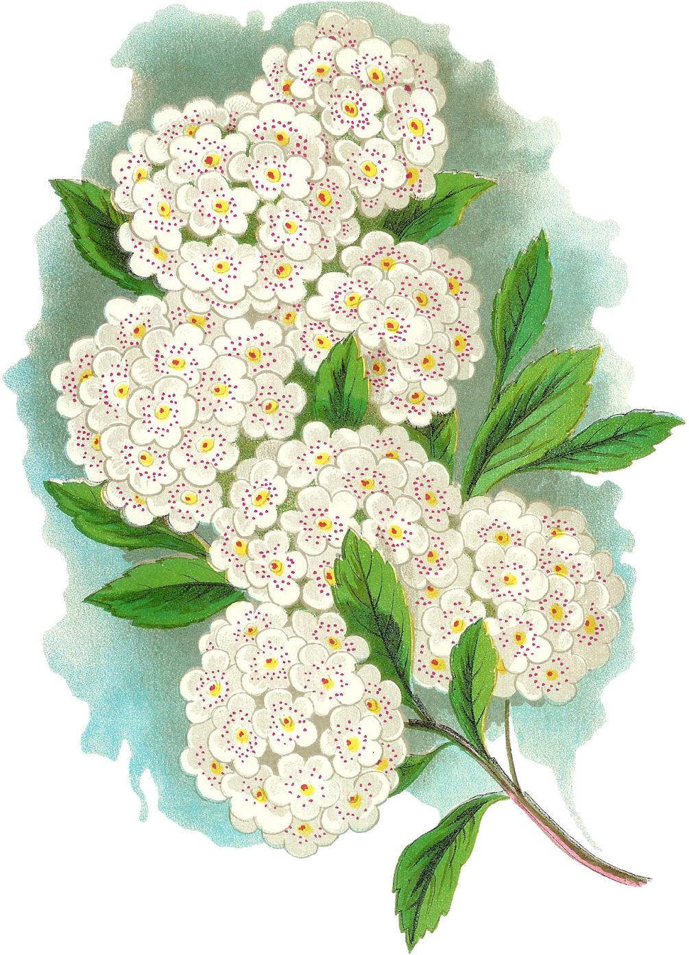 Vintage White Flower Cluster Artwork PNG Image