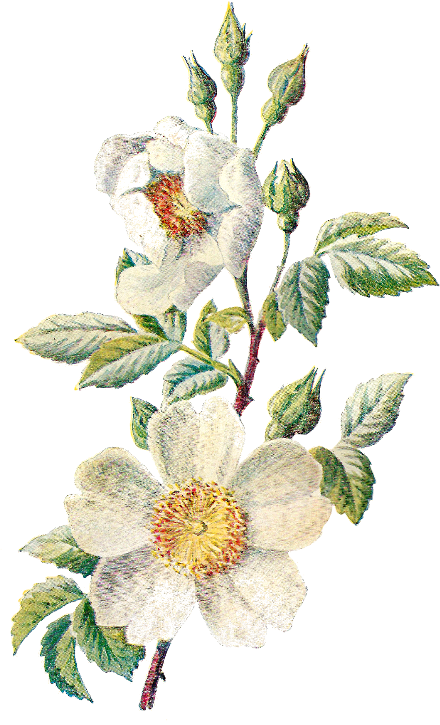 Vintage White Flower Illustration PNG Image