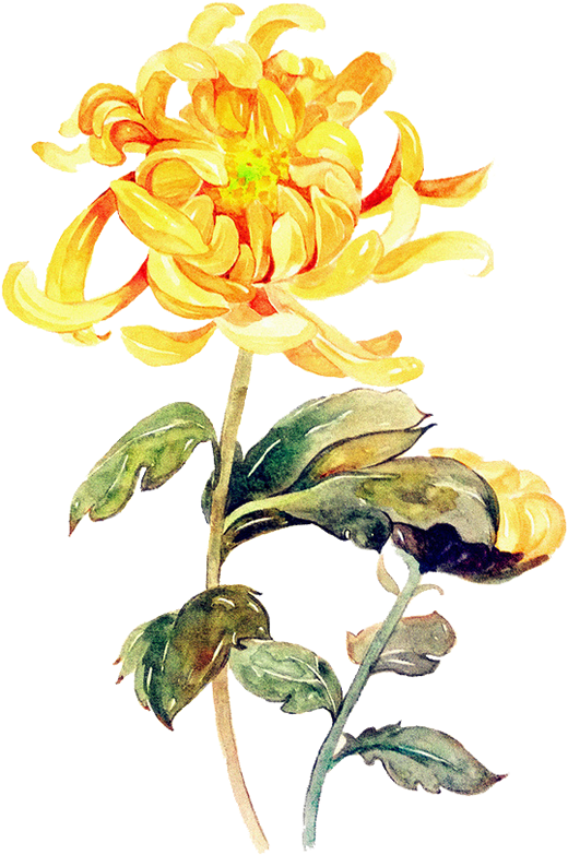 Vintage Yellow Chrysanthemum Watercolor PNG Image