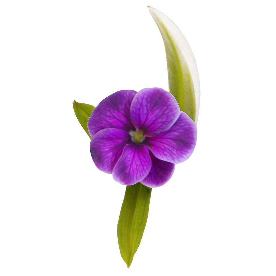 Violet Petal Png 05242024 PNG Image