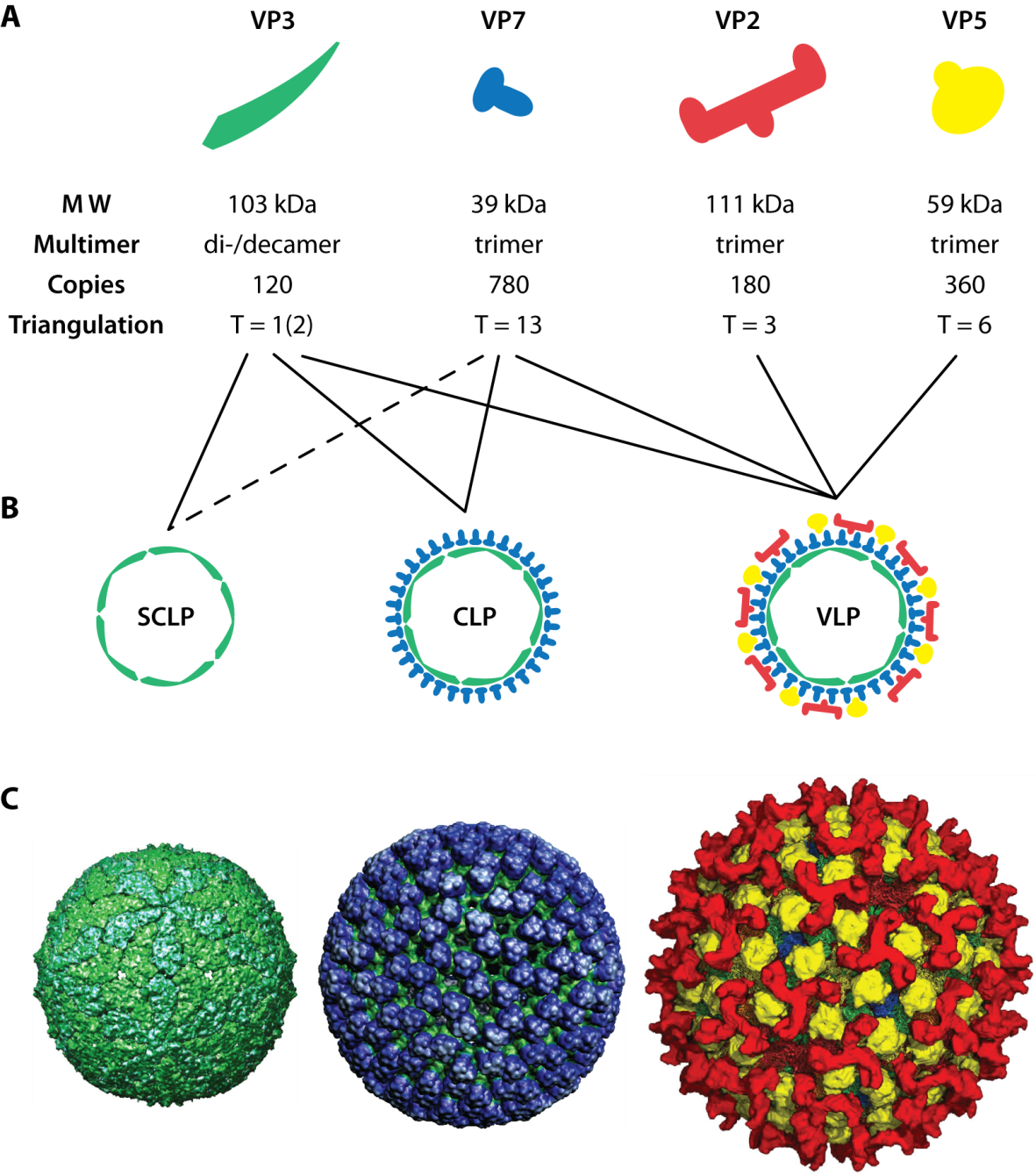 Viral_ Protein_ Complexes_and_ Structures PNG Image