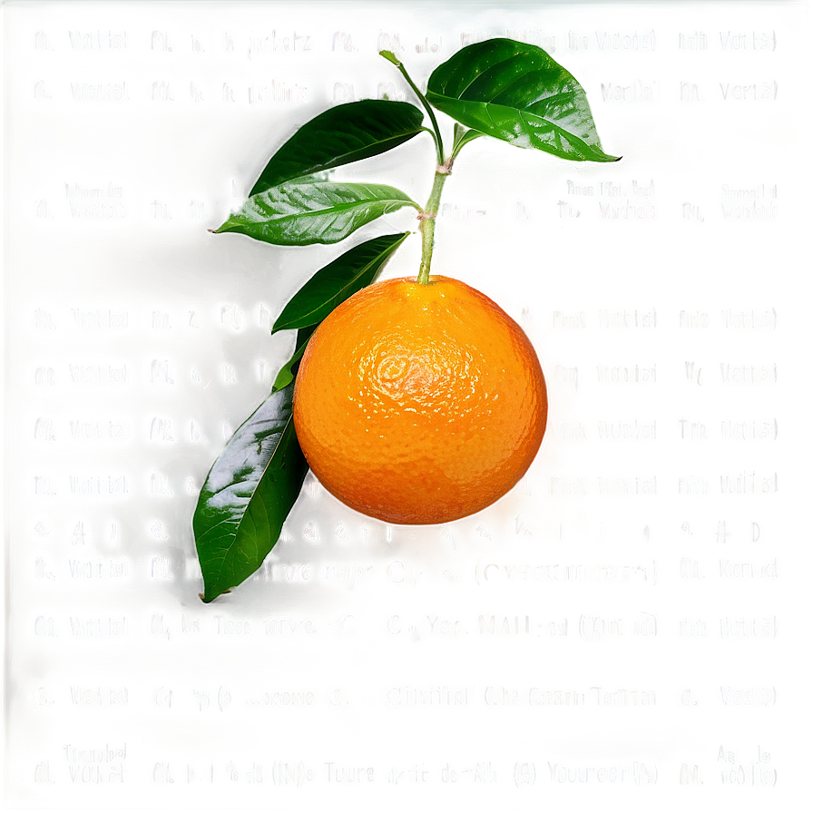 Vitamin C Rich Oranges Png 19 PNG Image