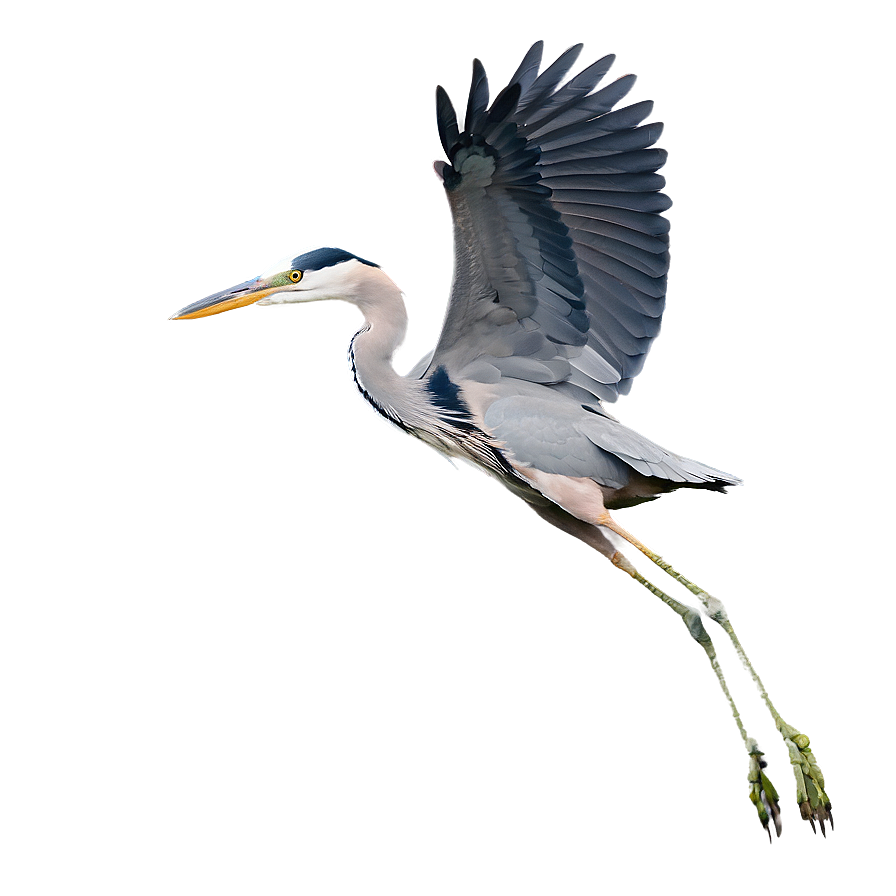 Wading Heron Flight Png Pfh PNG Image