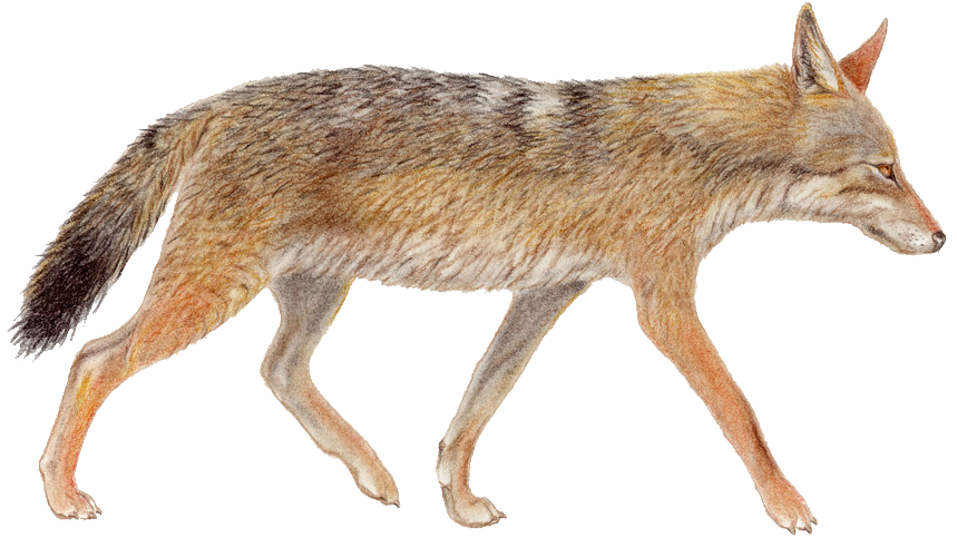 Walking Coyote Illustration PNG Image