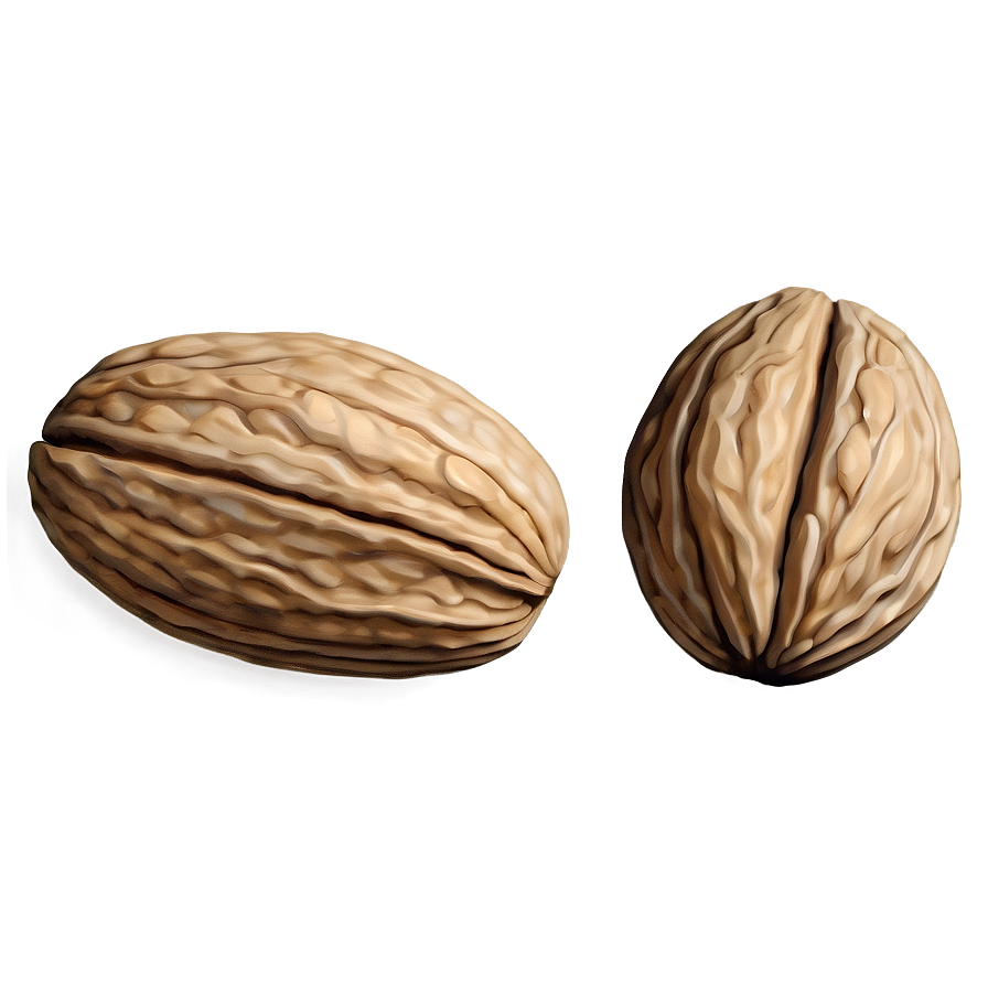 Walnut Drawing Png Gdv93 PNG Image