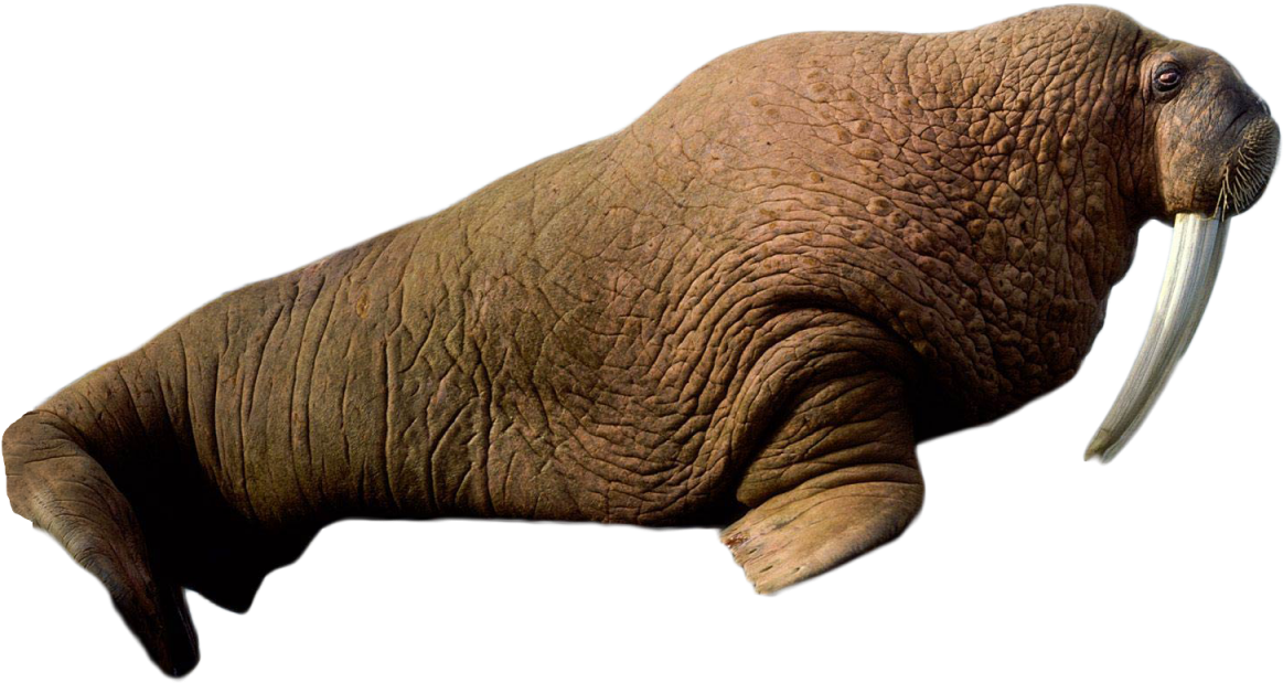 Walrus Side View Transparent Background PNG Image