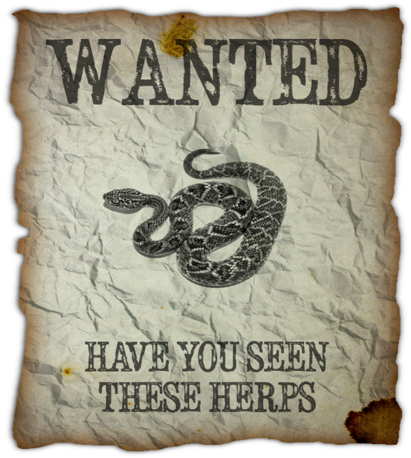 Wanted Poster Snake Herps PNG Image