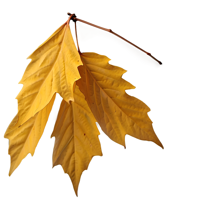 Warm Yellow Autumn Leaves Png 3 PNG Image