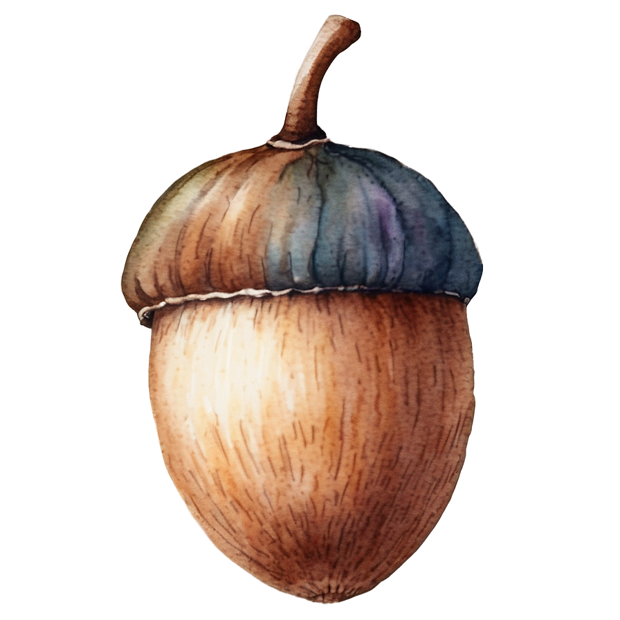 Watercolor Acorn Art Png Wfd88 PNG Image