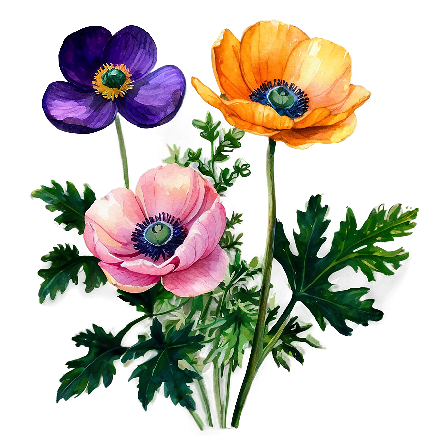 Watercolor Anemone Flowers Png Bsu22 PNG Image