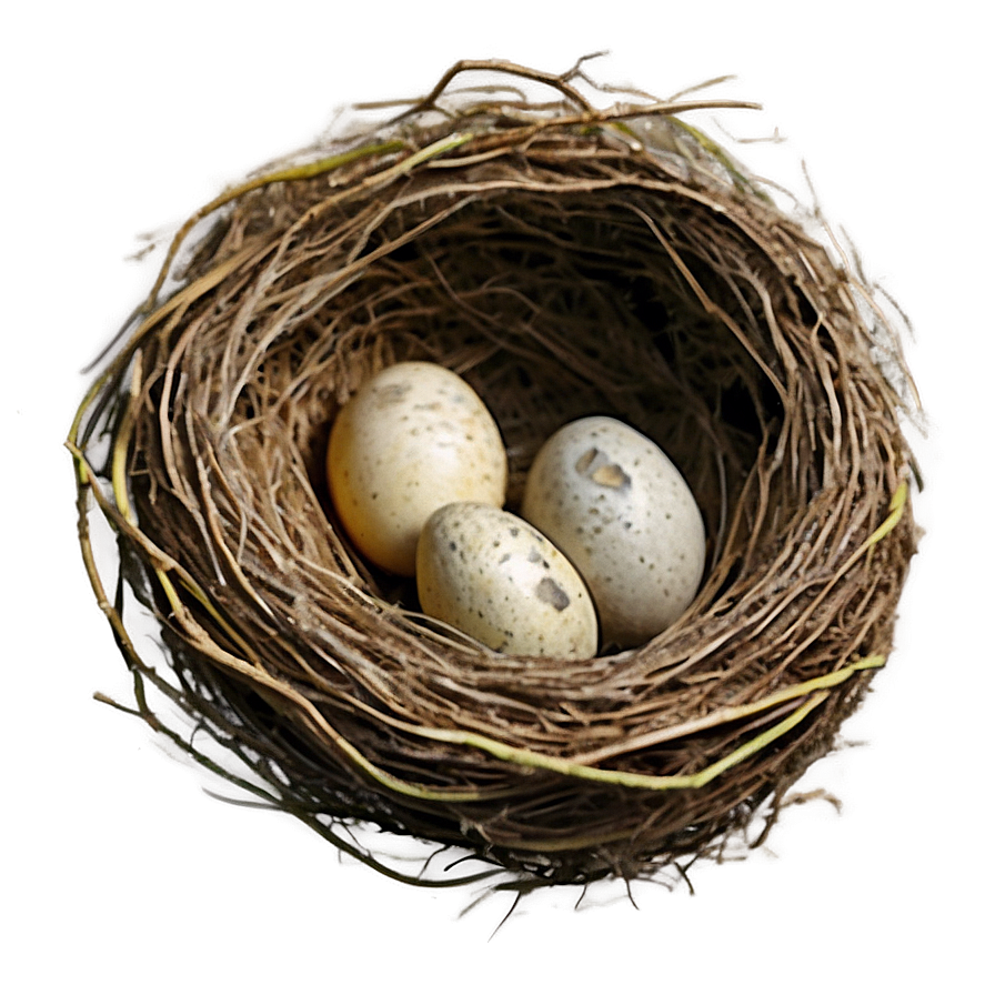 Watercolor Bird Nest Png Qde PNG Image