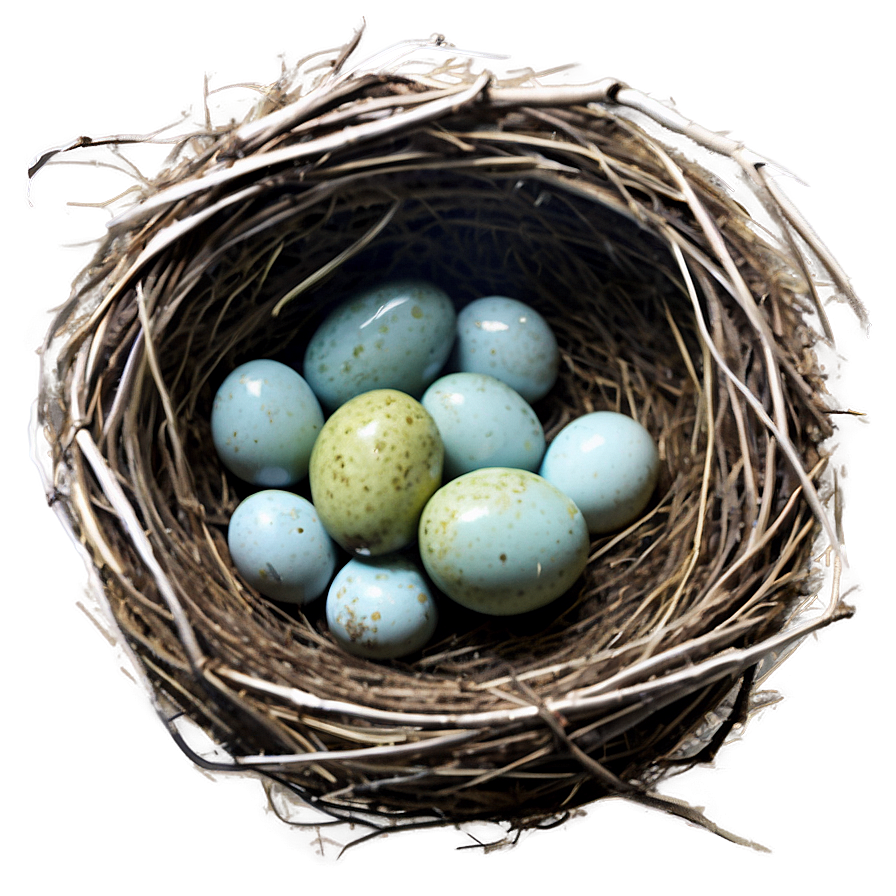 Watercolor Bird Nest Png Xfe72 PNG Image