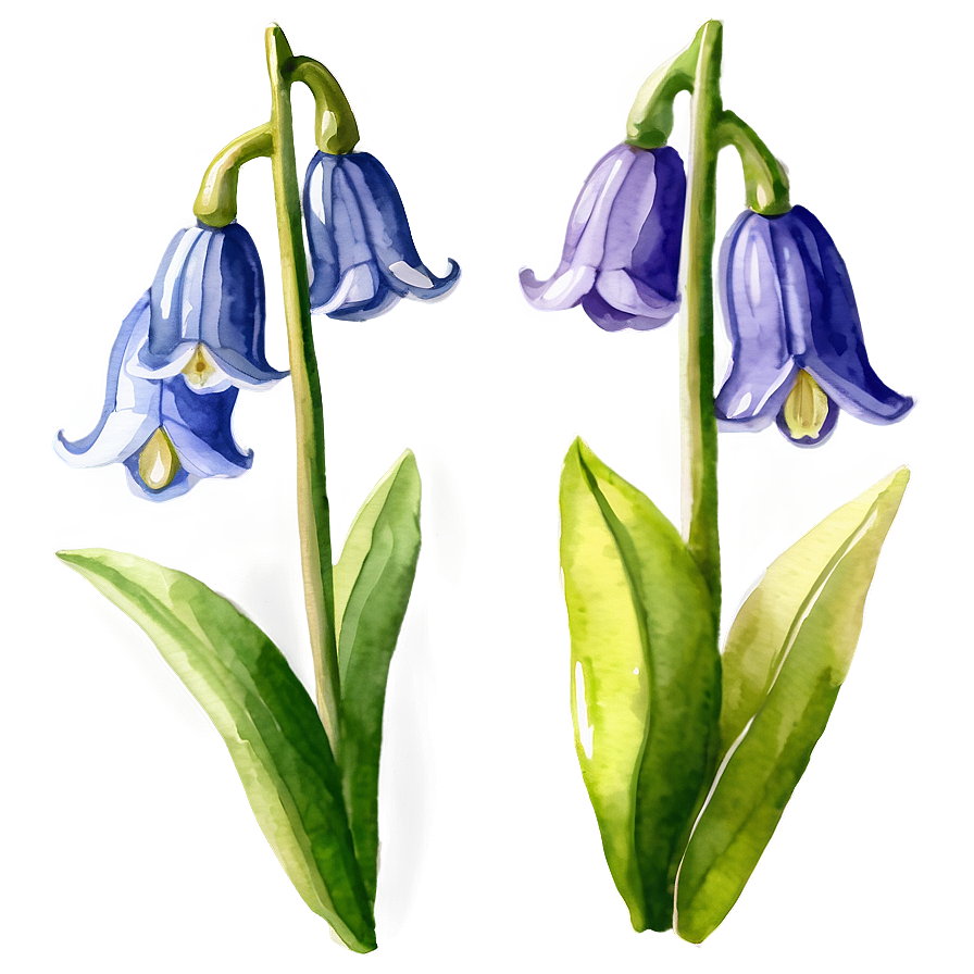 Watercolor Bluebell Flowers Png Amt65 PNG Image