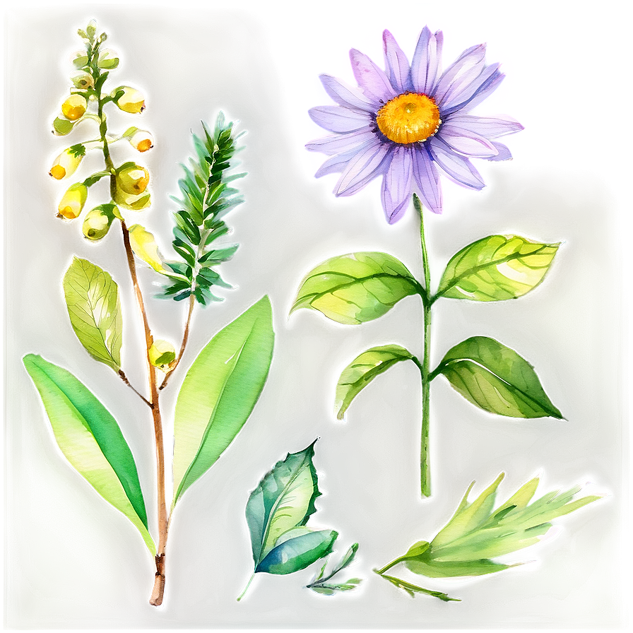 Watercolor Botanicals Clipart Png Xvv PNG Image