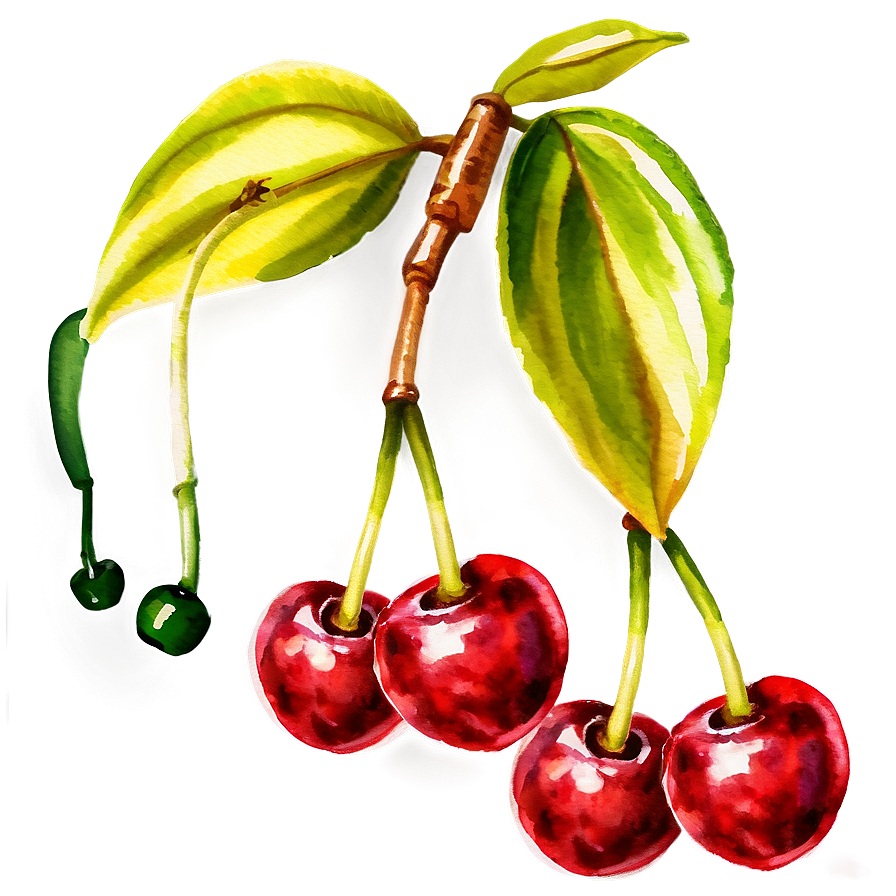 Watercolor Cherries Png Hme PNG Image