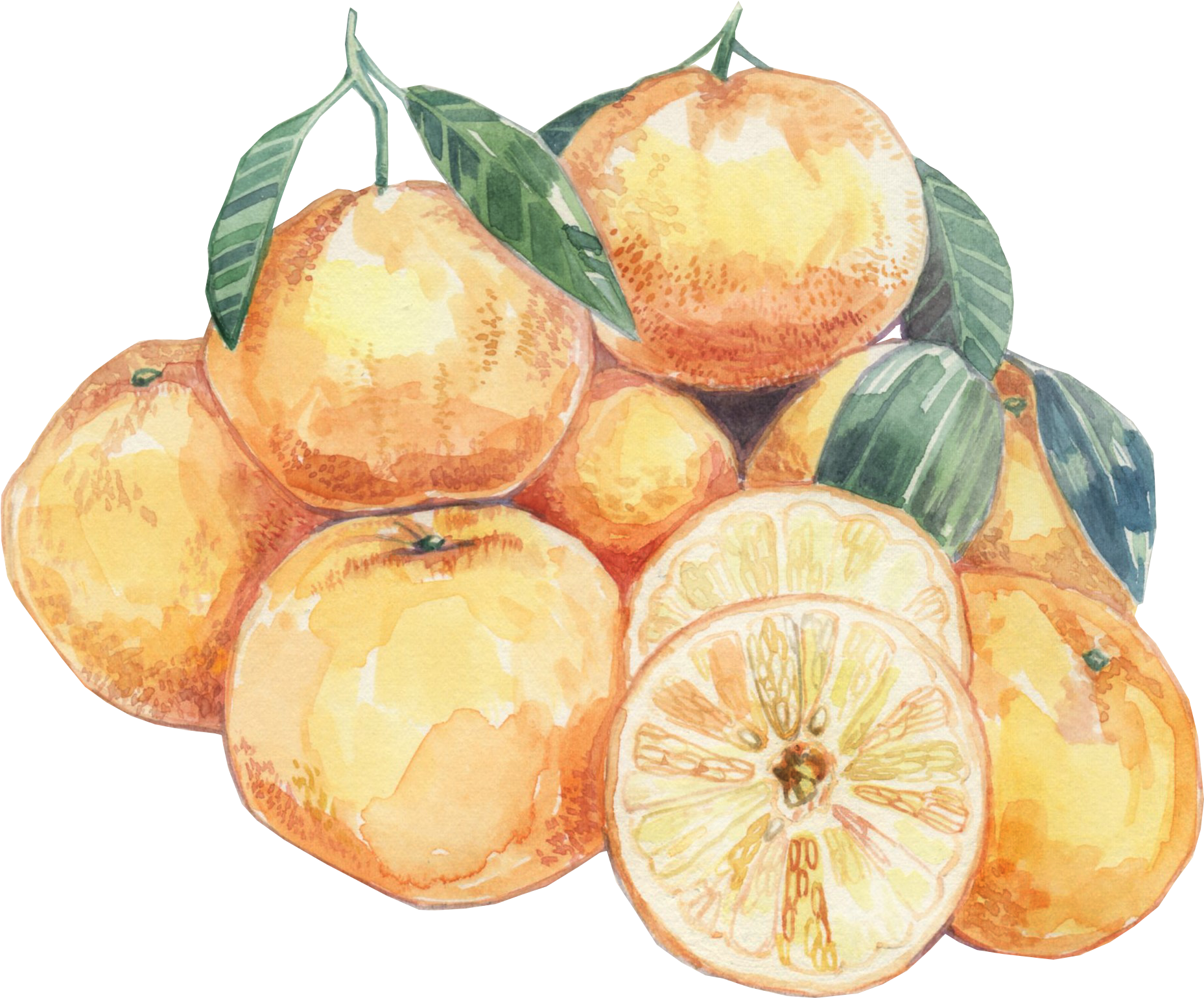 Watercolor Citrus Fruits Artwork PNG Image