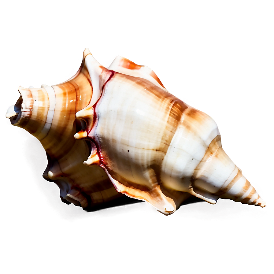 Watercolor Conch Shell Png Cek PNG Image