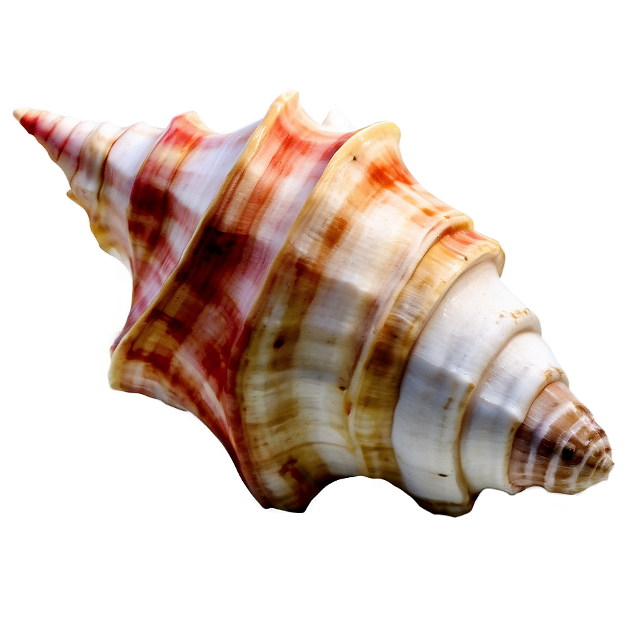 Watercolor Conch Shell Png Lrq PNG Image