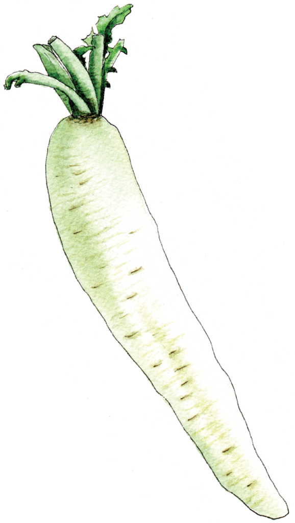 Watercolor Daikon Radish Illustration PNG Image